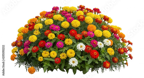 A dense cluster of vibrant marigold and zinnia flowers in shades of yellow, orange, red, pink, and white isolated on a black background