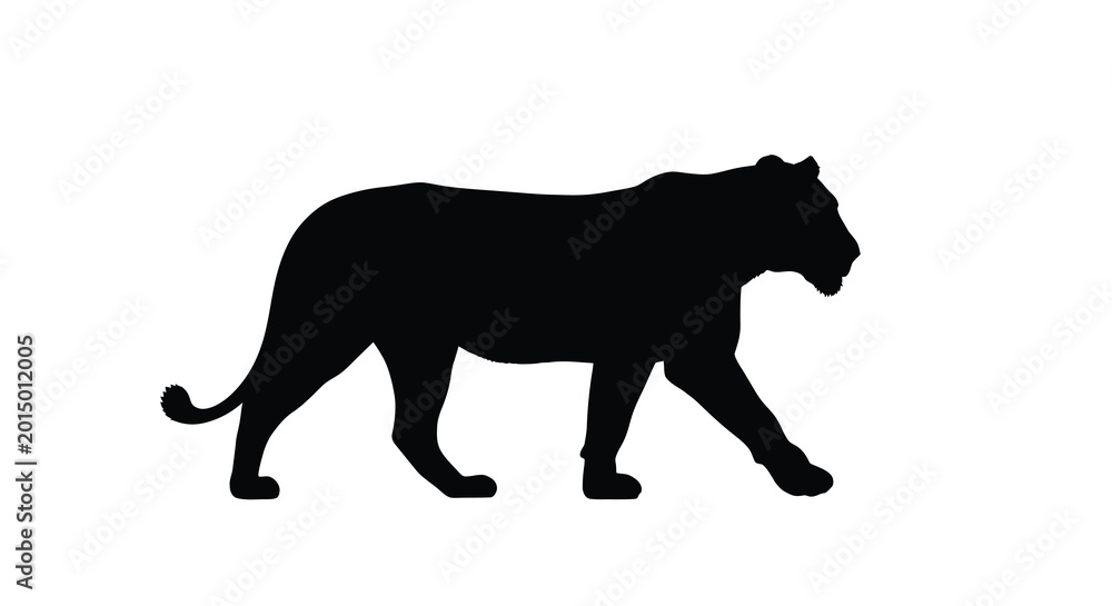 Foto Lion walking silhouette on a white background