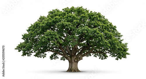 Cuadro en lienzo Large majestic oak tree with green leaves isolated on white background