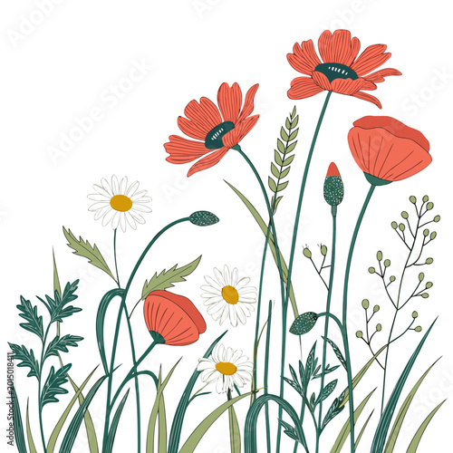 Wildflower field illustration with red poppies and white daisies, wildflower
