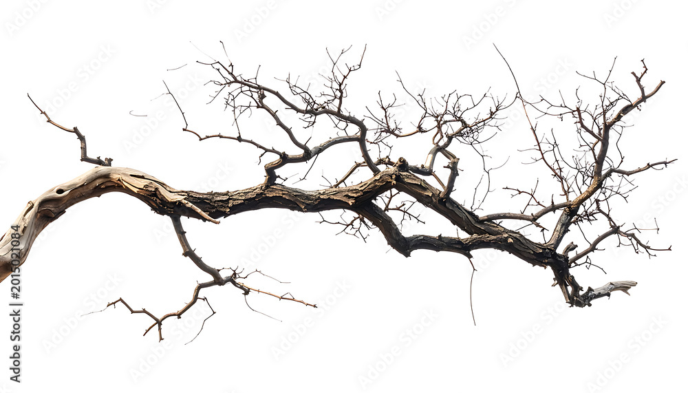 Fototapeta premium Gnarly dead tree branch with small dark buds scattered across its surface, isolated on a white background