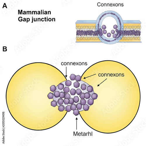 Foto Mammalian Gap Junction Cell Structure.