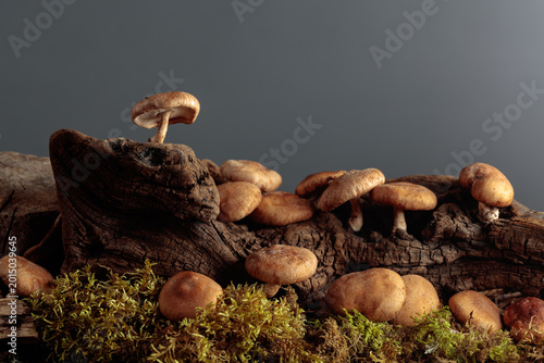 Photos Fresh shiitake mushrooms in forest.