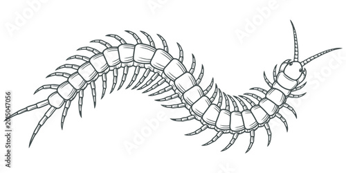 Foto Centipede illustration, detailed line art eps 10