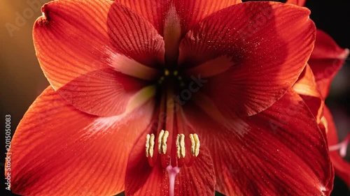 Vibrant red amaryllis flower in macro detail, blooming hippeastrum lily with elegant petals, dramatic floral background for spring and holiday themes