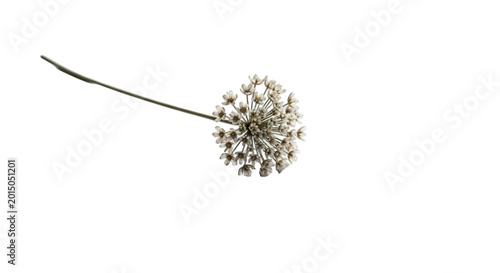 Delicate dried flower head with thin stem.