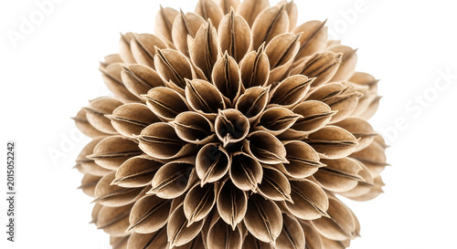 A detailed close up of a dried flower head with many brown petals arranged in a symmetrical pattern.