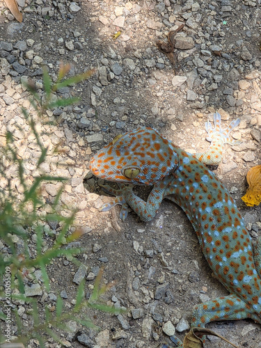 Slika na platnu Colorful tokay gecko reptile resting on outdoor ground with dirt and rock displa
