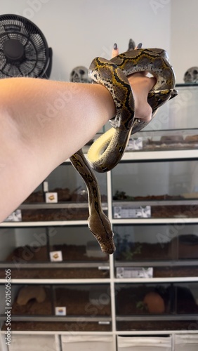 Foto Exotic snake close up in terrarium