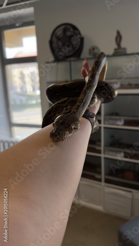Foto Exotic snake close up in terrarium