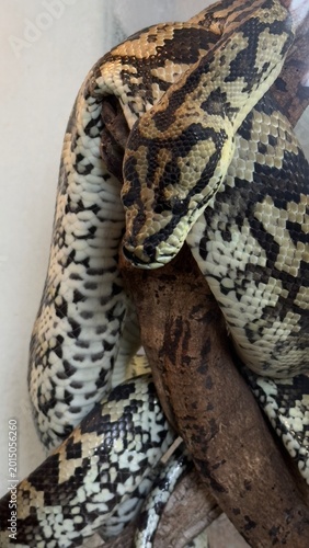 Photos Exotic snake close up in terrarium