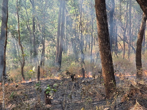 Obraz na plátně Devastating forest fire creating thick smoke among dry tree branches, leaving pa
