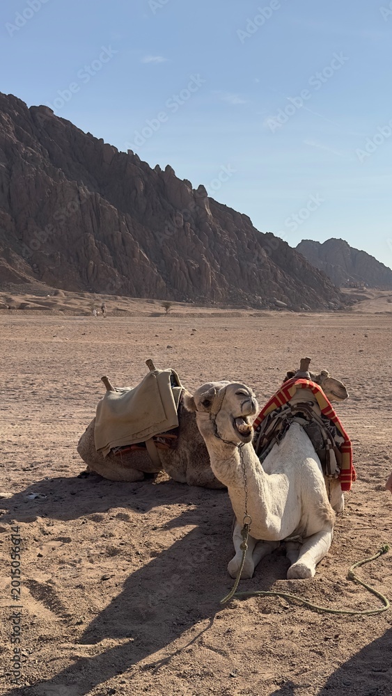 Fototapeta premium Camel walking in desert landscape. Camel walking through sandy desert landscape under clear blue sky. Travel and Middle Eastern culture concept.