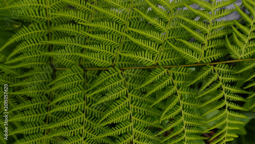 Detailed close up of green leaf texture with natural patterns and organic surface, suitable for abstract nature background and botanical design concepts