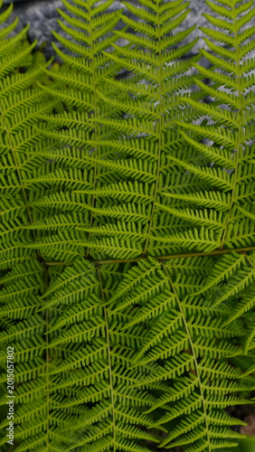 Detailed close up of green leaf texture with natural patterns and organic surface, suitable for abstract nature background and botanical design concepts