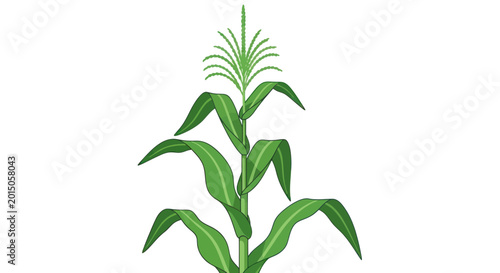 Bild auf Leinwand Green Corn Stalk Illustration