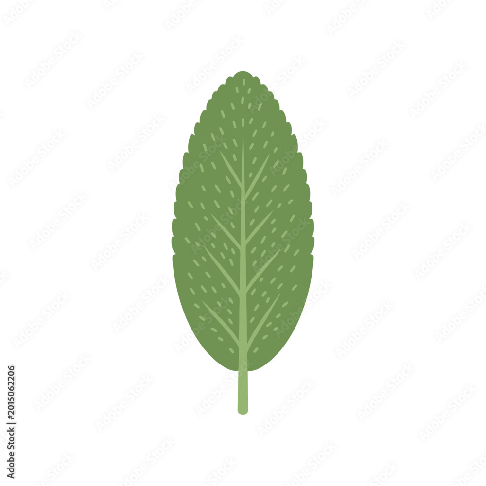 Fototapeta premium Green oval leaf with veins, isolated on white background, nature illustration