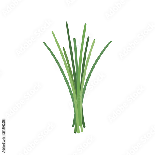 Billede på lærred Vibrant Green Chives Bunch, Fresh Aromatic Herbs for Cooking and Flavoring Dishe