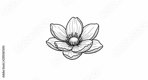 線画で描く、儚くも美しい一輪の花