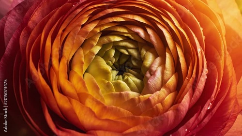 Vibrant orange ranunculus flower macro, blooming persian buttercup with layered petals, warm golden sunlight on spring floral blossom