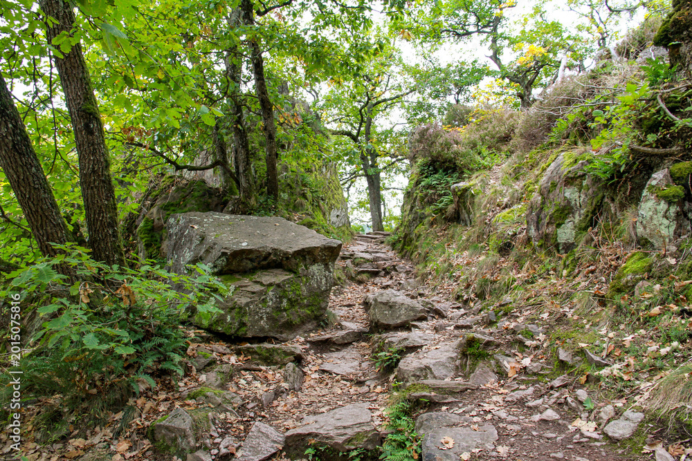 Fototapeta premium Rugged stone hiking trail through an ancient forest in the Vosges mountains. Natural landscape with mossy rocks and autumn trees near Ribeauville, Alsace, France.