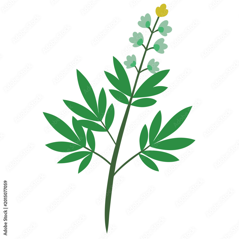 Obraz premium artemisia vulgaris flower on white background