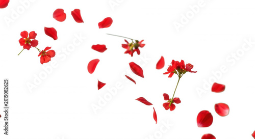 Scattered red flower petals and small blooming blossoms floating against a solid black background, creating a dynamic floral composition