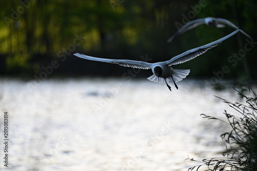 Foto The black-headed gull (Chroicocephalus ridibundus) photo taken at vrbenske rybni