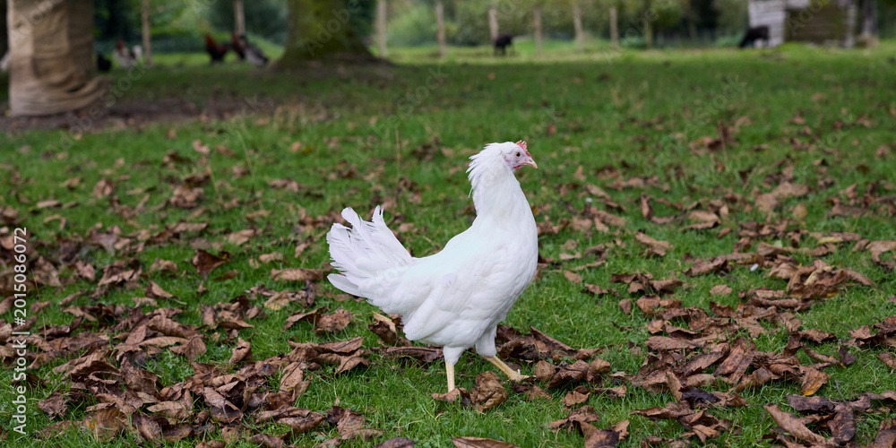 Fototapeta premium White chicken explores a grassy field dotted with autumn leaves, under natural light in a serene outdoor setting.
