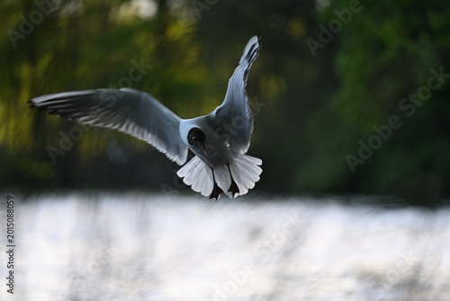 Foto The black-headed gull (Chroicocephalus ridibundus)  photo taken at vrbenske rybn