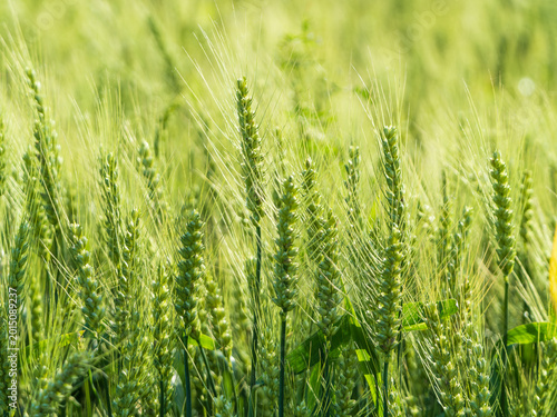 Photos The verdant wheat field under the sunshine
