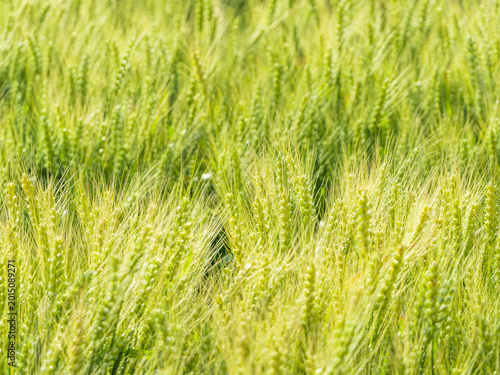 Φωτογραφία The verdant wheat field under the sunshine