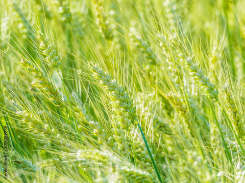 Photography The verdant wheat field under the sunshine