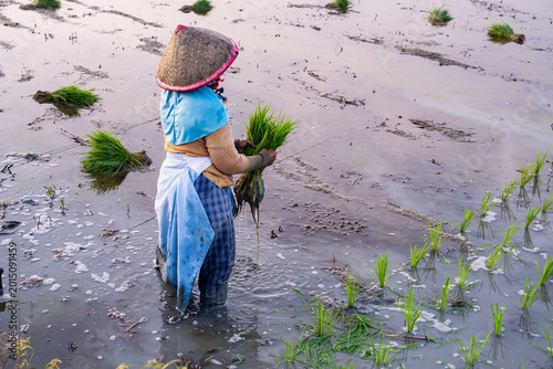 Canvas-taulu ​Asian female farmer in traditional conical hat planting rice seedlings in flood