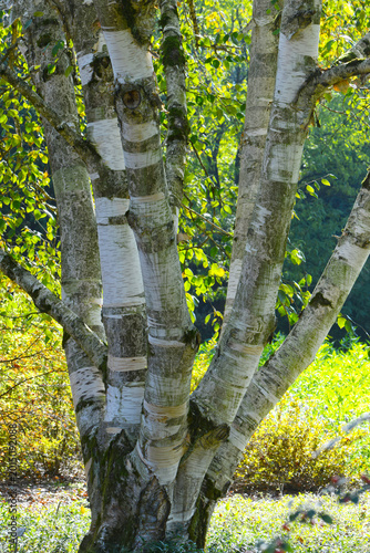 Birke, Himalaya-Birke,  Betula utilis
