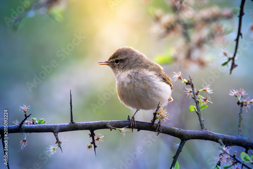 cute chiffchaff male on a twig