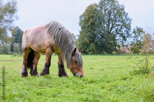 Quadro em tela A beautiful draft horse with a long, flowing mane grazes in a verdant field