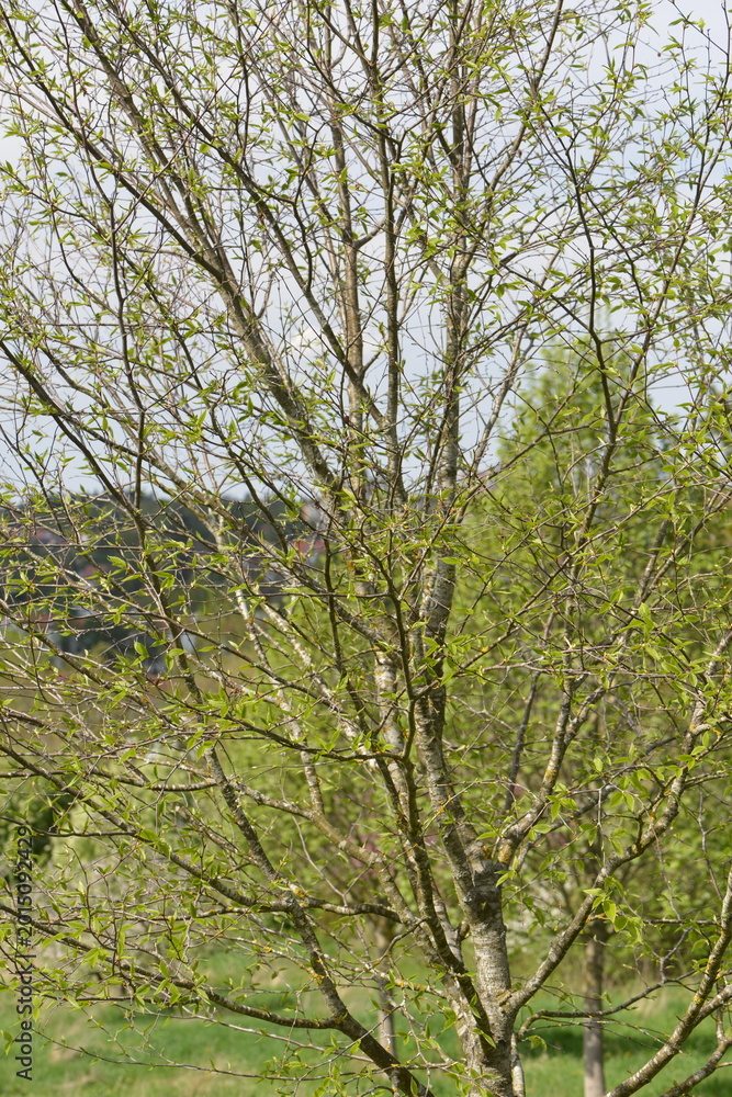 Fototapeta premium Birke, Gelb-Birke, Betula alleghaniensis