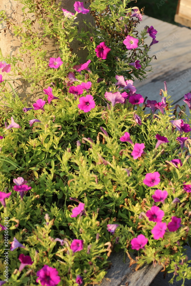 Fototapeta premium Vibrant pink petunias blooming in a wooden planter box with soft sunlight