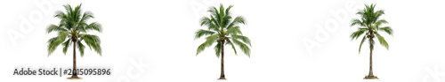 Photos Set of Coconut Palm Trees Cocos Nucifera with Slender Trunks and Green Pinnate F