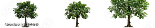 Fotografía Collection of Lush Green Walnut Trees Juglans Regia with Broad Leafy Canopies an
