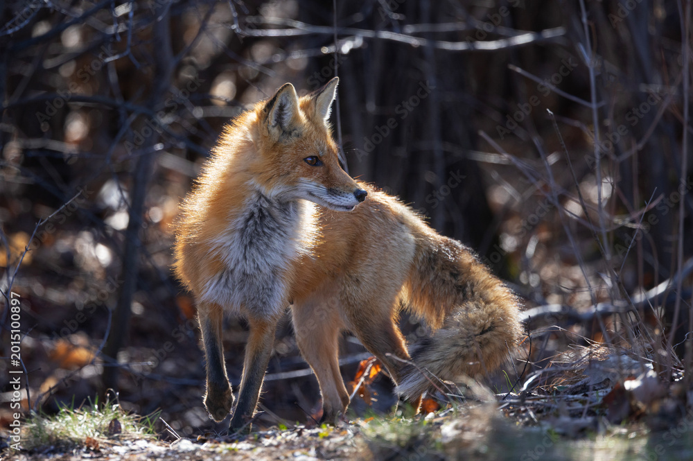 Fototapeta premium A red fox vixen standing waiting for her kits in spring.