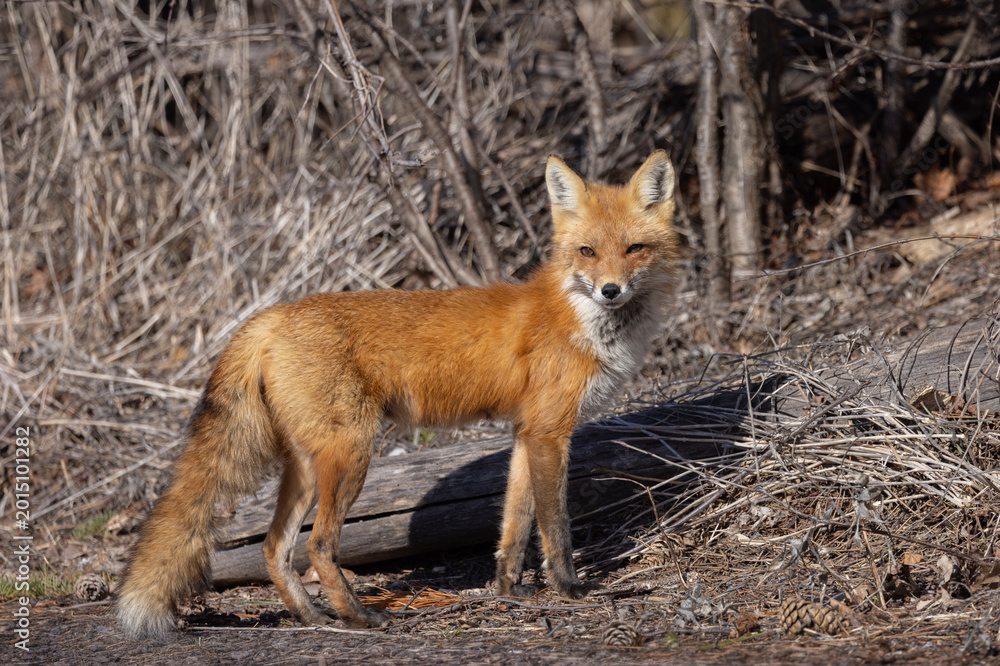 Fototapeta premium A red fox vixen standing waiting for her kits in spring.
