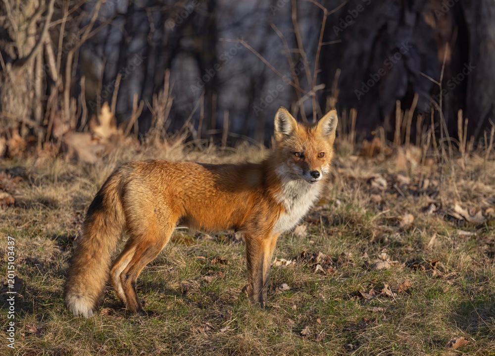 Fototapeta premium A red fox vixen standing waiting for her kits in spring.