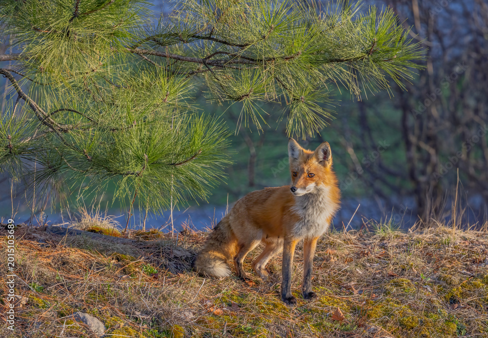 Fototapeta premium A red fox vixen standing waiting for her kits in spring.
