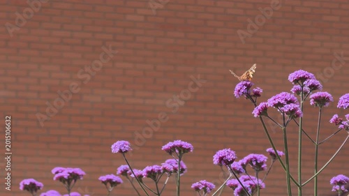 Slow Motion Yellow Butterfly Hovering Above Lavender Garden Flowers