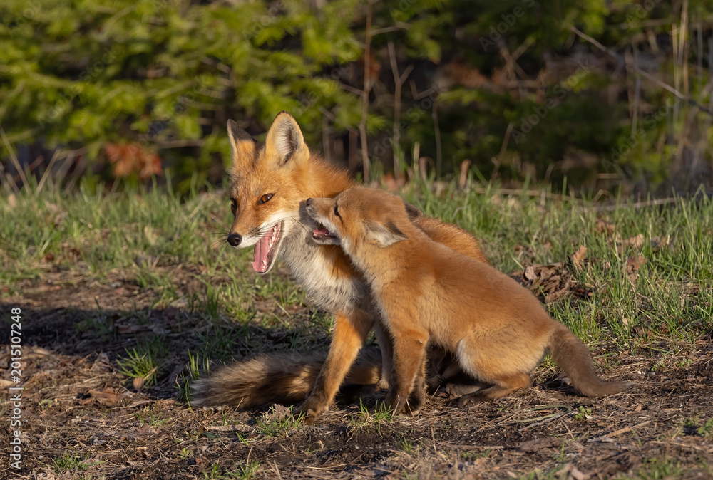 Fototapeta premium Red fox and kit (Vulpes vulpes) near their den deep in the forest in early spring in Canada