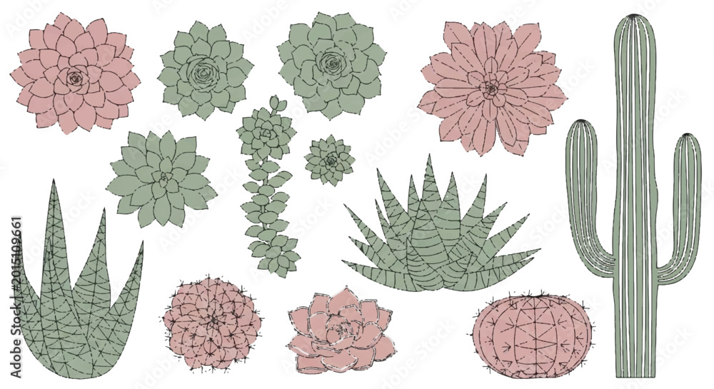 Fototapeta premium Various succulents and cacti are arranged on a surface with flowers.
