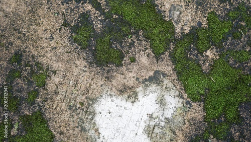 Natural green moss growing on old weathered concrete wall texture.