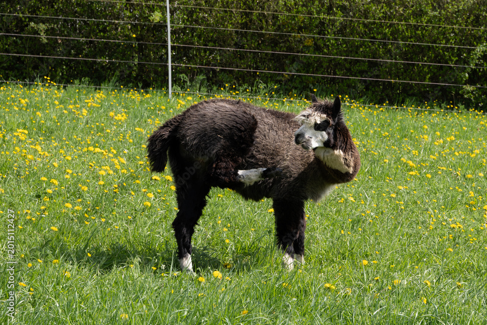 Fototapeta premium alpaka tier natur lama